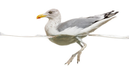 European Herring Gull floating in the water, Larus argentatus, isolated on white