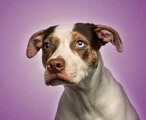 Close-up of a odd-eyed crossbreed dog looking away, on purple b