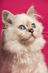 Obraz premium Close-up of a Birman cat, looking up, on pink background