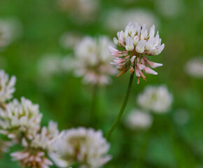 Beautiful close-up of trifolium repens