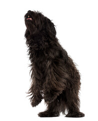Male Catalan sheepdog on hind legs, like a bear, isolated on whi