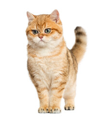 British shorthair standing, isolated on white