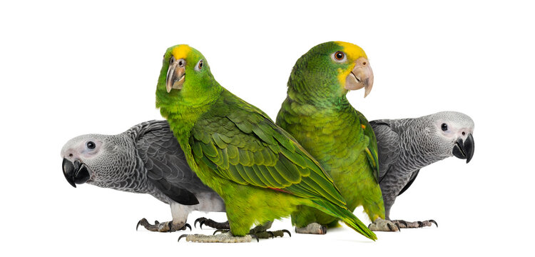 Group of parrots