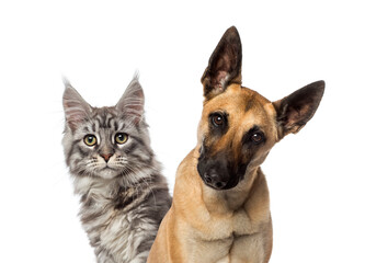 Close-up of a Belgian Shepherd Dog and a cat