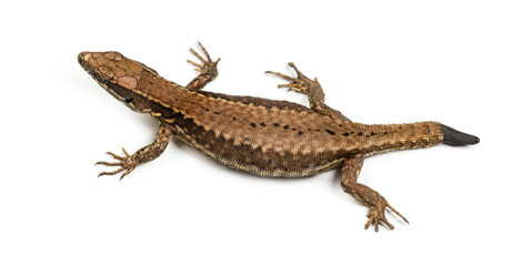 Top view of a Wall lizard with its tail cut