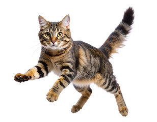 Fototapeta premium Housecat Mid-Jump, Caught in Motion, Dynamic Flying Pose, Isolated on Transparent Background