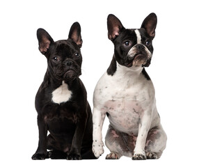 Fototapeta premium Two French Bulldogs sitting