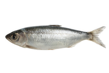 Obraz premium Freshwater Herring Fish