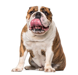 Obraz premium English Bulldog (4 years old)