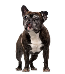 Obraz premium French Bulldog (7 years old)
