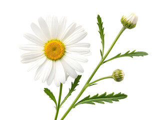Fototapeta premium Chamomile flowers, buds and leaves set isolated on a transparent background