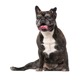 French Bulldog (7 years old)