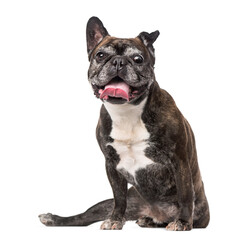Fototapeta premium French Bulldog (7 years old)