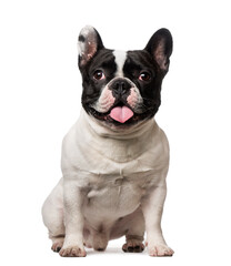 French Bulldog (18 months old)