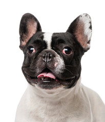 Fototapeta premium French Bulldog (2 years old)