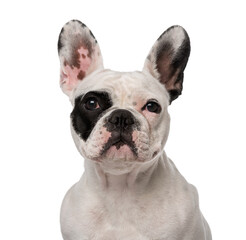 Fototapeta premium French Bulldog (1 year old)