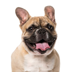 Obraz premium French Bulldog puppy (5 months old)