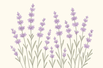 Naklejka premium Hand-drawn lavender vector illustration. Botanical floral background with delicate purple flowers. Natural herb garden for spring, wedding invitation, aromatherapy, or cosmetics.