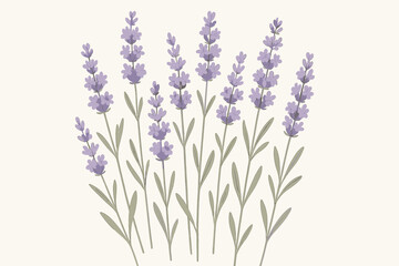 Fototapeta premium Lavender flower vector illustration. Botanical plant design element. Floral background for wedding invitation, spa or aromatherapy. Elegant provence herb graphic with leaves.
