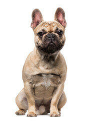 French Bulldog (9 months old)