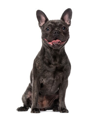 French Bulldog (1 year old)