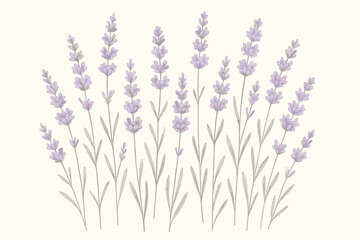 Naklejka premium Hand drawn lavender flowers vector illustration. Purple floral plant background for aromatherapy, spa and wellness. Botanical wild flower for natural cosmetics and product design.