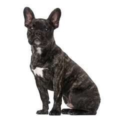 French Bulldog puppy (5 months old)