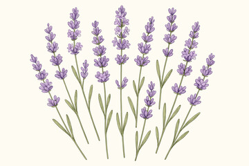 Naklejka premium Hand-drawn lavender flower vector illustration. Botanical drawing of purple blossoms and stems. Elegant floral arrangement for aromatherapy, spa, and beauty. Rustic vintage design.