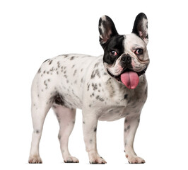 Fototapeta premium French Bulldog (18 months old)