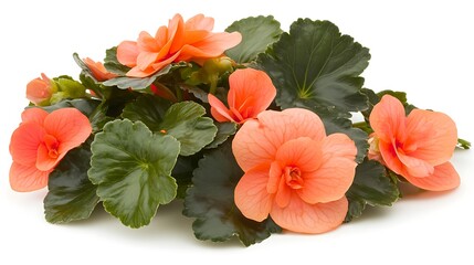 Obraz premium A gorgeous arrangement of peach colored begonia flowers and vibrant green leaves