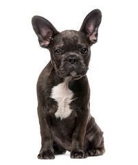 French Bulldog puppy (5 months old)