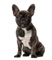 Fototapeta premium French Bulldog puppy (5 months old)