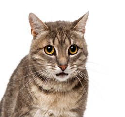 Fototapeta premium cat (4 year old)