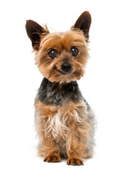 Old yorkshire terrier (13 years old)