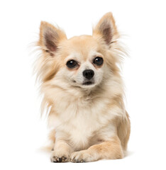 Obraz premium chihuahua lying and looking away