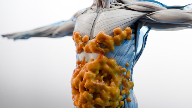 Weight loss Comparison. man body transformation. Before and after a thick and thin waist, Fat belly before and slim fit perfect abs after fast weight loss process. sports training. fat burn, 3d render