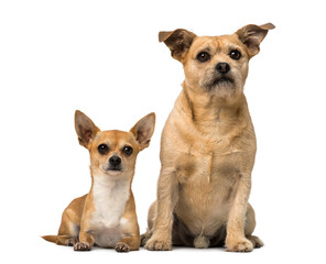 Chihuahua and Cross breed