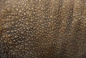 Gardinen Nashorn Close-up on Indian rhinoceros skin  © Eric Isselée