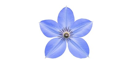 Closeup of a radiant blue Clematis flower with delicate purple stamen