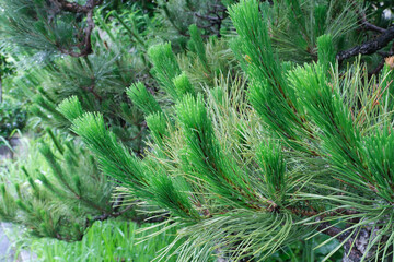 初夏に伸びた松の若葉