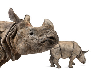 Mummy Indian rhinoceros and her baby