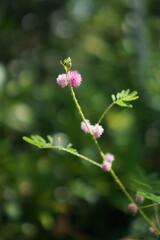 Close-up Photography of Delicate Pink Flower Blossoms on a Slender Stem