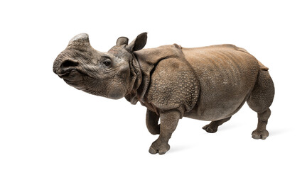 Fototapeta premium Indian one-horned rhinoceros