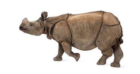 Fototapeta premium Indian one-horned rhinoceros