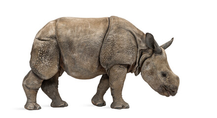 Obraz premium Young Indian one-horned rhinoceros (8 months old)