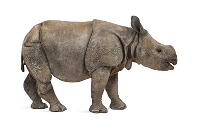 Obraz premium Young Indian one-horned rhinoceros (8 months old)