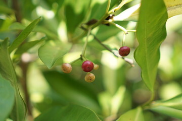 Vibrant Red Berries on Lush Green Foliage A Close-Up View of Nature's Beauty