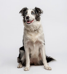 Fototapeta premium Border collie sitting