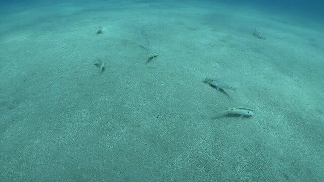 Lessepsian  red sea mullets fish in Mediterranean sea underwater Mullus barbatus