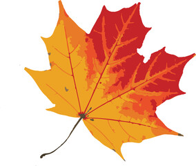 Obraz premium Beautifully illustrated maple leaf featuring autumn colors and vector graphics against a clean white background
